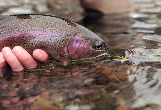 Winter Spokane River Redband Trout.