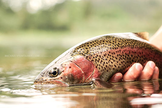 Spokane Redband Trout.