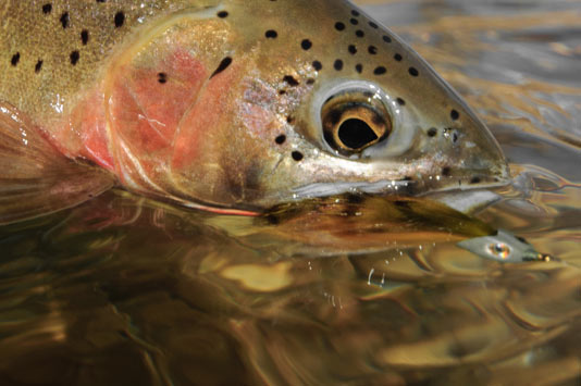 Cutthroat Streams.