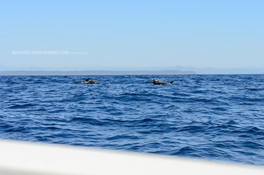 Dolphins smimming out of Dana Landing San Diego.