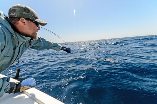 Dave pulling the Shark closer to the boat.