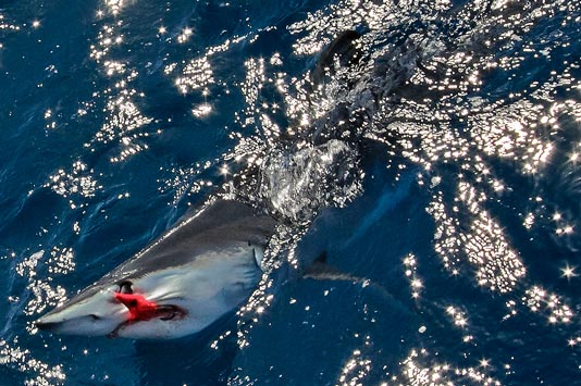 Mako with a fly out of its mouth.