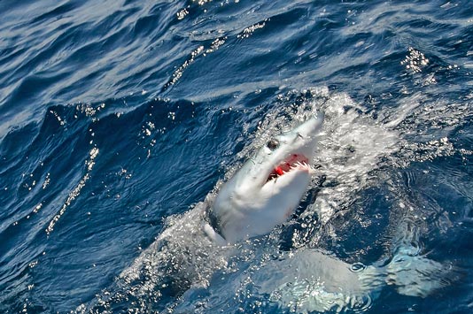 Closeup of the sharks teeth.