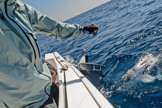 San Diego Short Fin Mako Shark on the Fly.