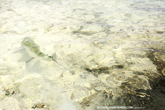 Mayaguana Ghost of the Flats.