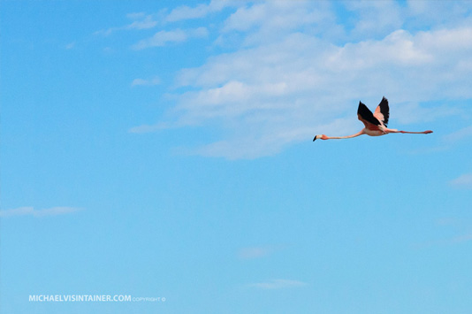 Mayaguana Flamingo in Flight!