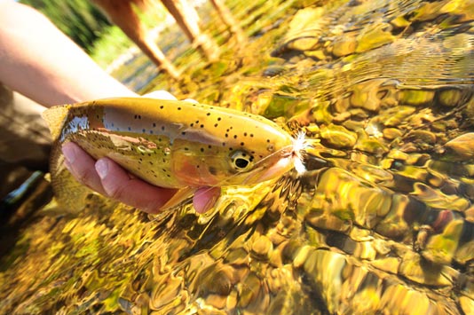 Cutthroat Trout.