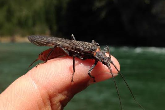 Salmon Fly