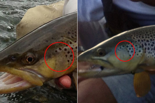 Brown Trout Spots.