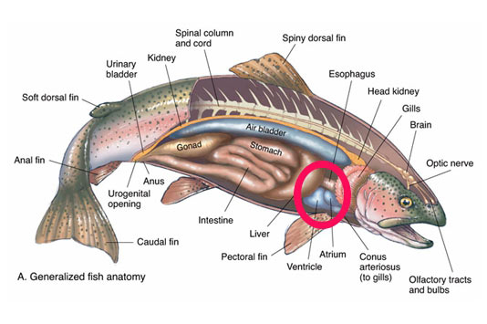 Trout Anatomy
