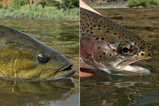 Bass and Trout Head Closeups on the Grande Ronde River.