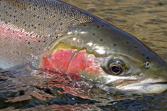 Closeup photo of a wild steelhead.