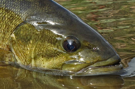 Grande Ronde River Bass.