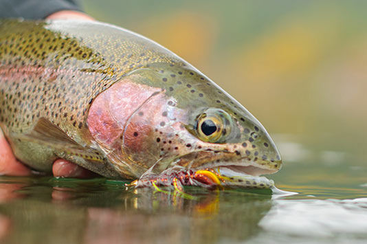 Redband Trout headshot with streamer.