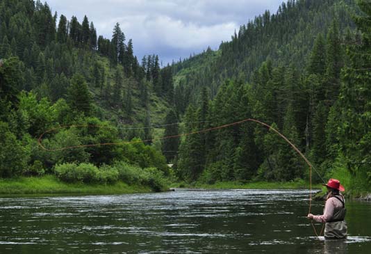 Fly Casting for Cutthroat trout on the Coeur d Alene River.