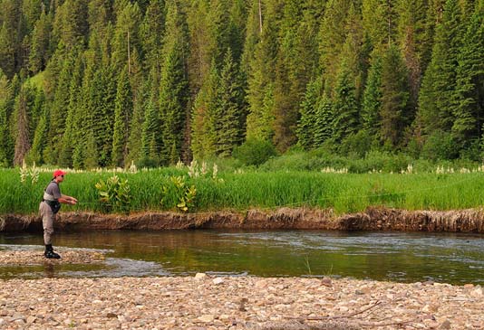 Fly Casting for Cutthroat trout on the Coeur d'Alene.