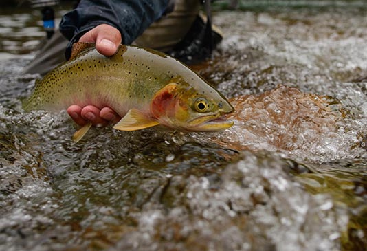 North Idaho Westslope Cutthroat Trout.