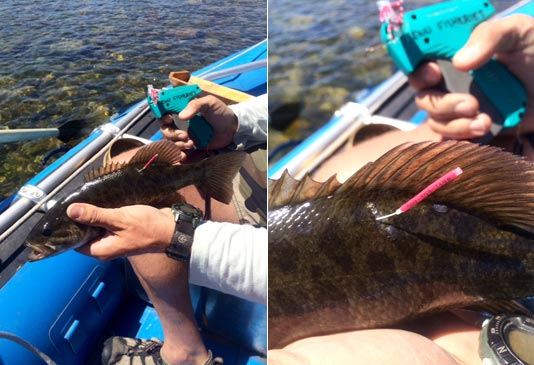 Tagging Spokane River Smallmouth Bass.