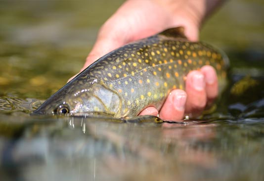 Brook Trout