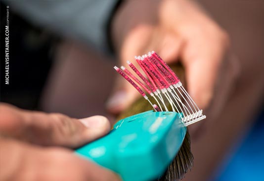 Tagging Smallmouth Bass