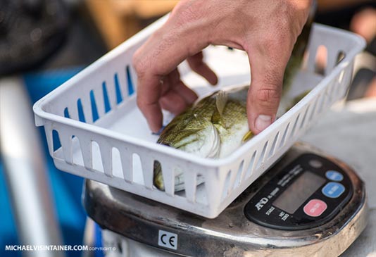 Recording the weight of a Spokane River Smallmouth Bass.