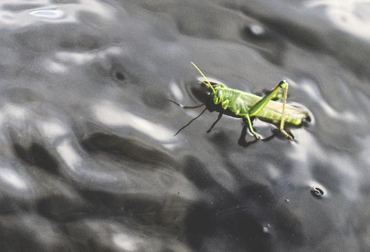 Floating Grass Hopper