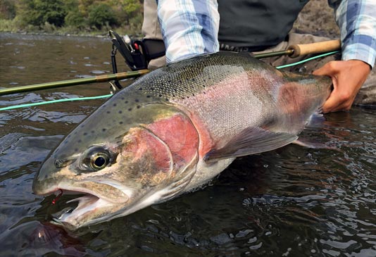 Early Season Grande Ronde Steelhead.