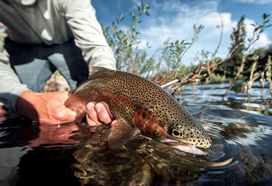 Releasing a Wild Spokane River Redband Trout and in the Spokane River.