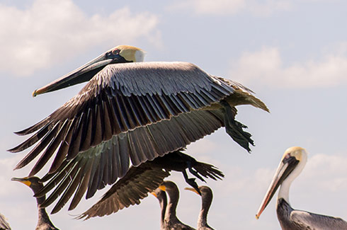 Flying Pelican