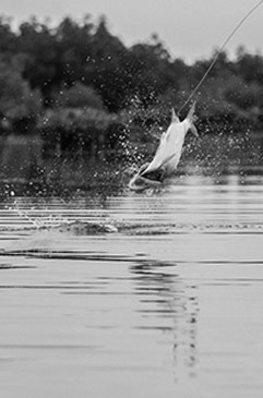 Tarpon Jump.