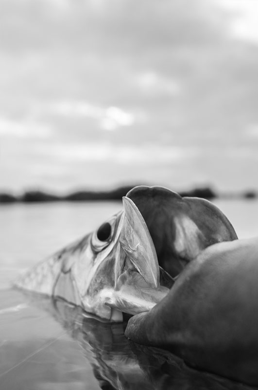 Releasing a tarpon.