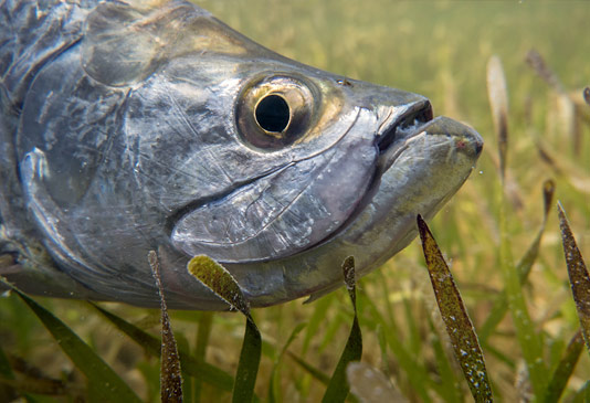 Underwater Photo of a resident baby Holbox Tarpon.