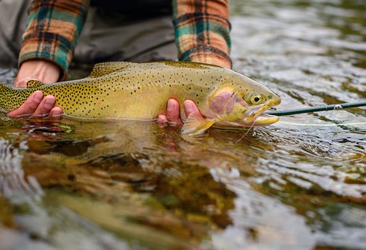 North Fork of the Coeur d'Alene Cutthroat Trout.