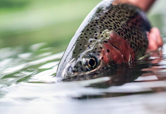 Spokane River Redband Trout.