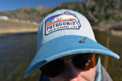 BWO - Blue-Winged Olive Mayfly.