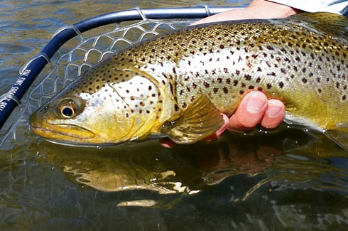 Brown Trout.