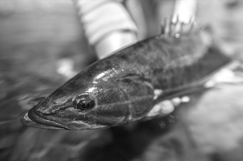 Grande Ronde River Bass Black and White Photograph.