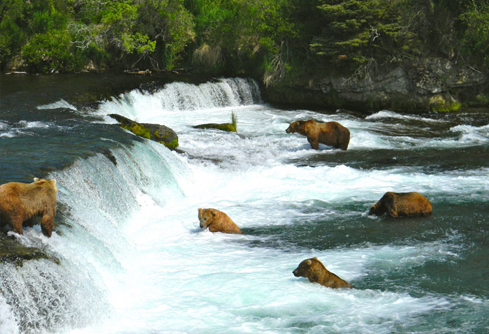 Alaskan Brown Bears fishing for salmon in the river.