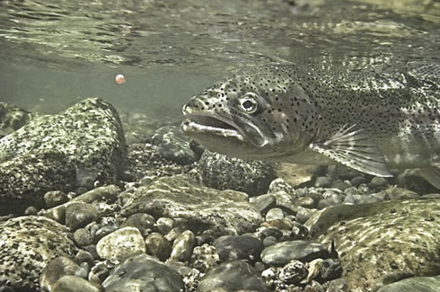 Underwater Trout eating an egg.