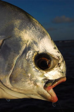 Permit Fish, Belize.