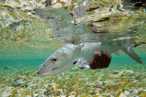 Underwater Bonefish, Belize.