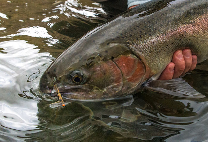 Bjorn's Clearwater Crusher Fly Pattern Grande Ronde Steelhead