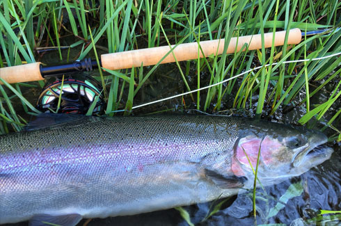 Deschutes Steelhead.