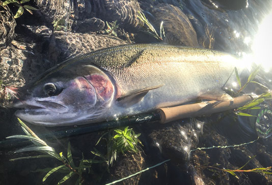 Spokane River Redband.