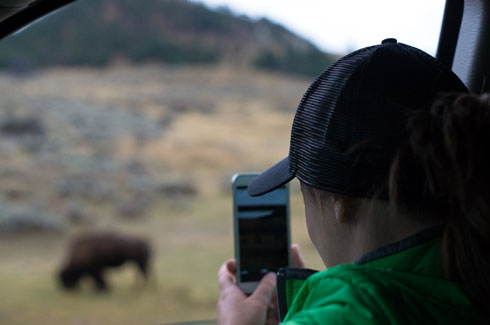 Buffalo in the Lamar River Valley.