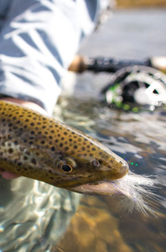 Streamer eater brown trout on the the Green River in Wyoming.