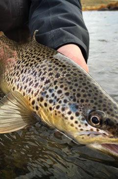 Brown trout in Wyoming's Green River.