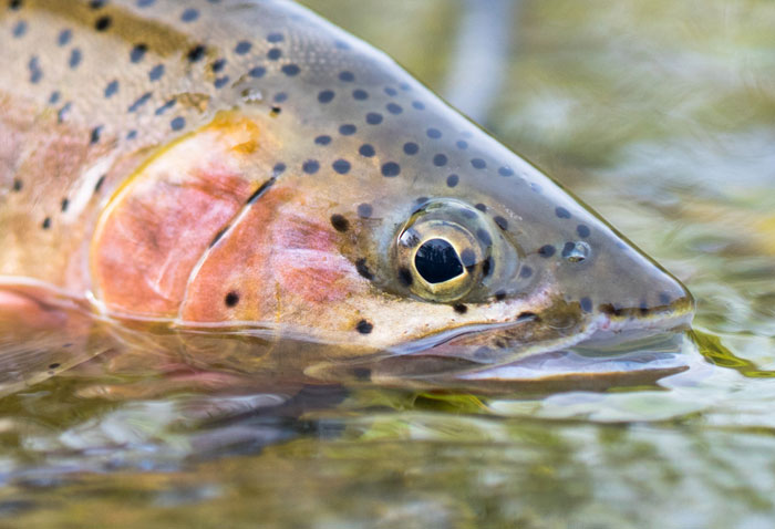 St Joe River Cutthroat Trout.