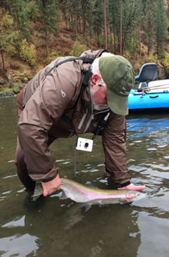 Wild Grande Ronde Steelhead