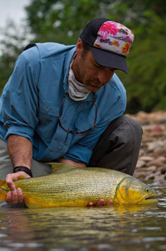 Golden Dorado on the Fly, Boliva.